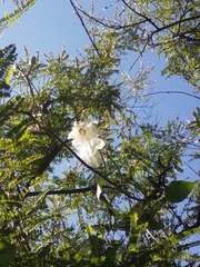 Ipomoea suaveolens