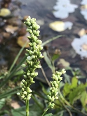 Persicaria punctata