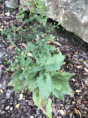 Symphyotrichum drummondii