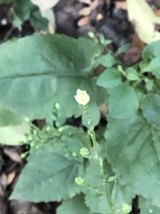 Symphyotrichum drummondii