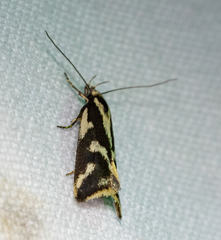 Epithymema incomposita