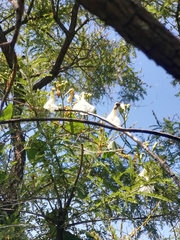 Ipomoea suaveolens