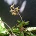 Epidendrum microphyllum - Photo (c) Javier David Quiroga Nova, some rights reserved (CC BY-NC), uploaded by Javier David Quiroga Nova
