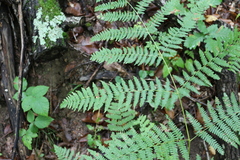 Pteridium tauricum