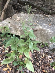 Symphyotrichum drummondii