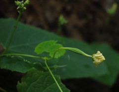 Luffa acutangula