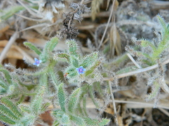 Anchusa aggregata