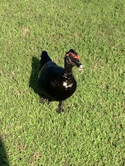 Cairina moschata domestica