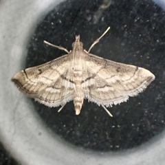 Marasmia cochrusalis