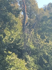 Ardea herodias