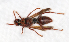 Polistes humilis humilis