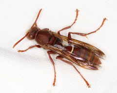 Polistes humilis humilis