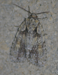 Acronicta ovata