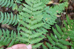 Pteridium tauricum