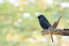 Melaenornis edolioides