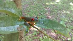 Agalychnis taylori