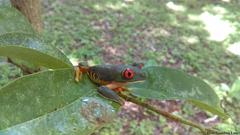 Agalychnis taylori