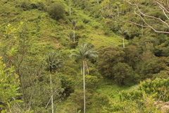 Ceroxylon quindiuense