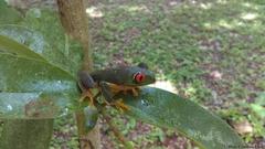 Agalychnis taylori