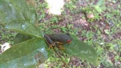 Agalychnis taylori