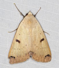 Ophiusa parcemacula