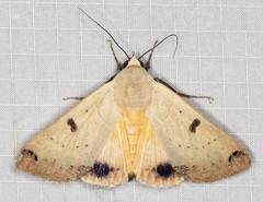 Ophiusa parcemacula