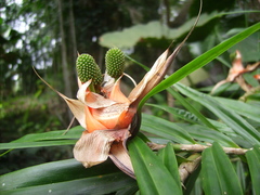 Freycinetia multiflora