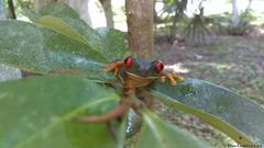 Agalychnis taylori