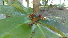 Agalychnis taylori
