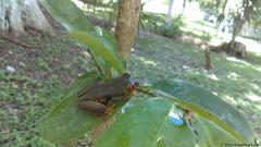 Agalychnis taylori