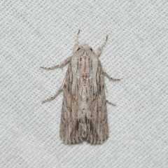 Spodoptera albula