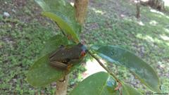 Agalychnis taylori