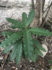 Photinia serratifolia