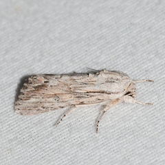 Spodoptera albula