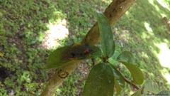 Agalychnis taylori