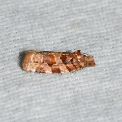 Argyrotaenia tabulana