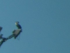 Phalacrocorax carbo