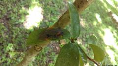 Agalychnis taylori