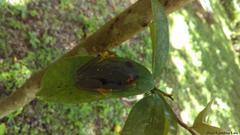 Agalychnis taylori