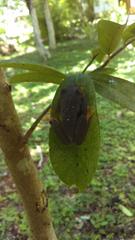 Agalychnis taylori