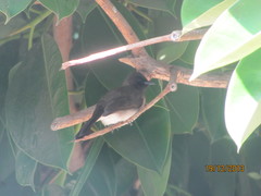 Pycnonotus barbatus