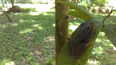 Agalychnis taylori