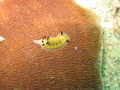 Halgerda toliara