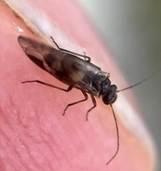 Elipsocus abdominalis
