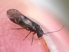 Elipsocus abdominalis