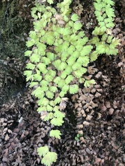 Adiantum capillus-veneris