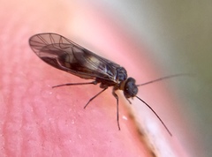 Elipsocus abdominalis