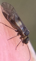 Elipsocus abdominalis