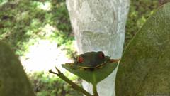 Agalychnis taylori