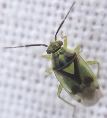 Orthops campestris photo 4